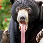 Discover the Adorable Honey Bear: A Tropical Rainforest Mammal