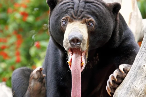 Discover the Adorable Honey Bear: A Tropical Rainforest Mammal