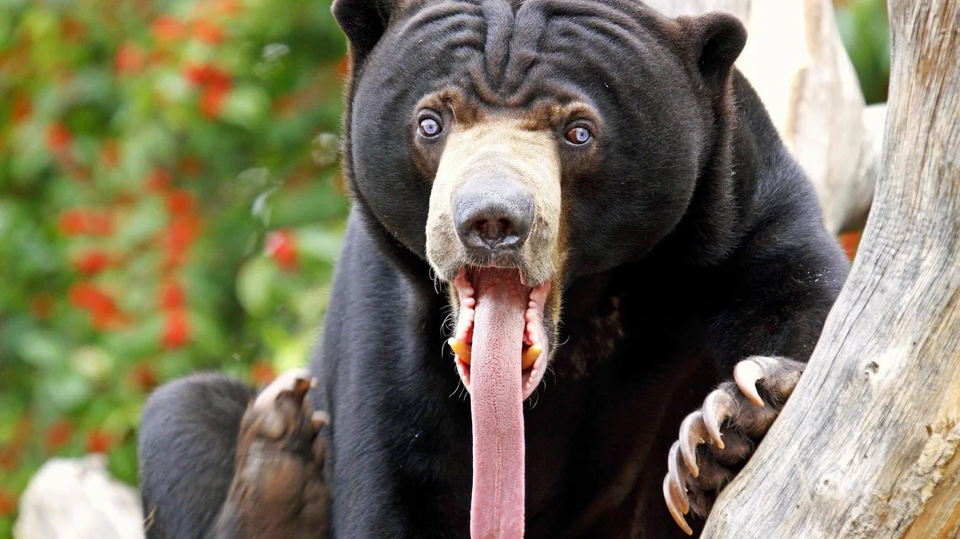 Discover the Adorable Honey Bear: A Tropical Rainforest Mammal